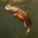 Skypunch and Trout Unlimited