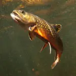 Skypunch and Trout Unlimited